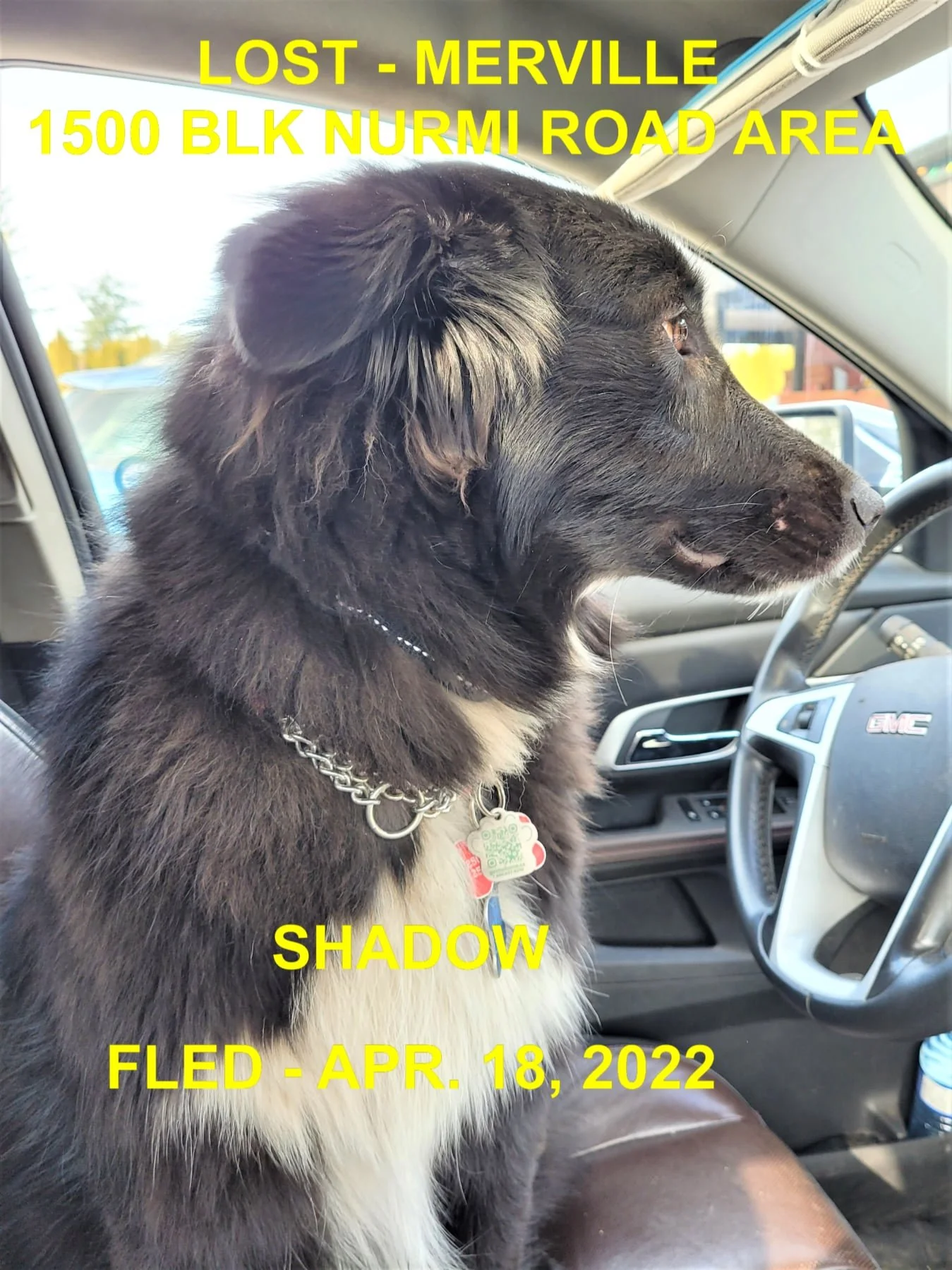 WENT HOME ON THEIR OWN - MERVILLE BC. / SHADOW / APRIL 18, 2022