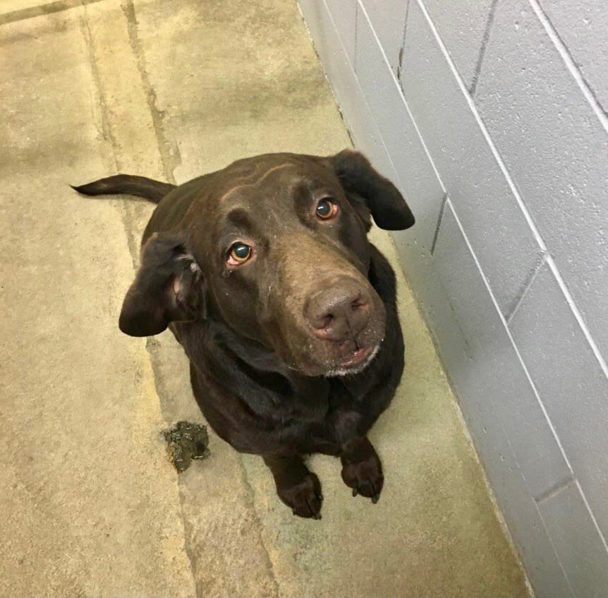 GONE TO SHELTER / HAPPY ENDINGS - DUNCAN BC. / CHARLIE / APRIL 16, 2022
