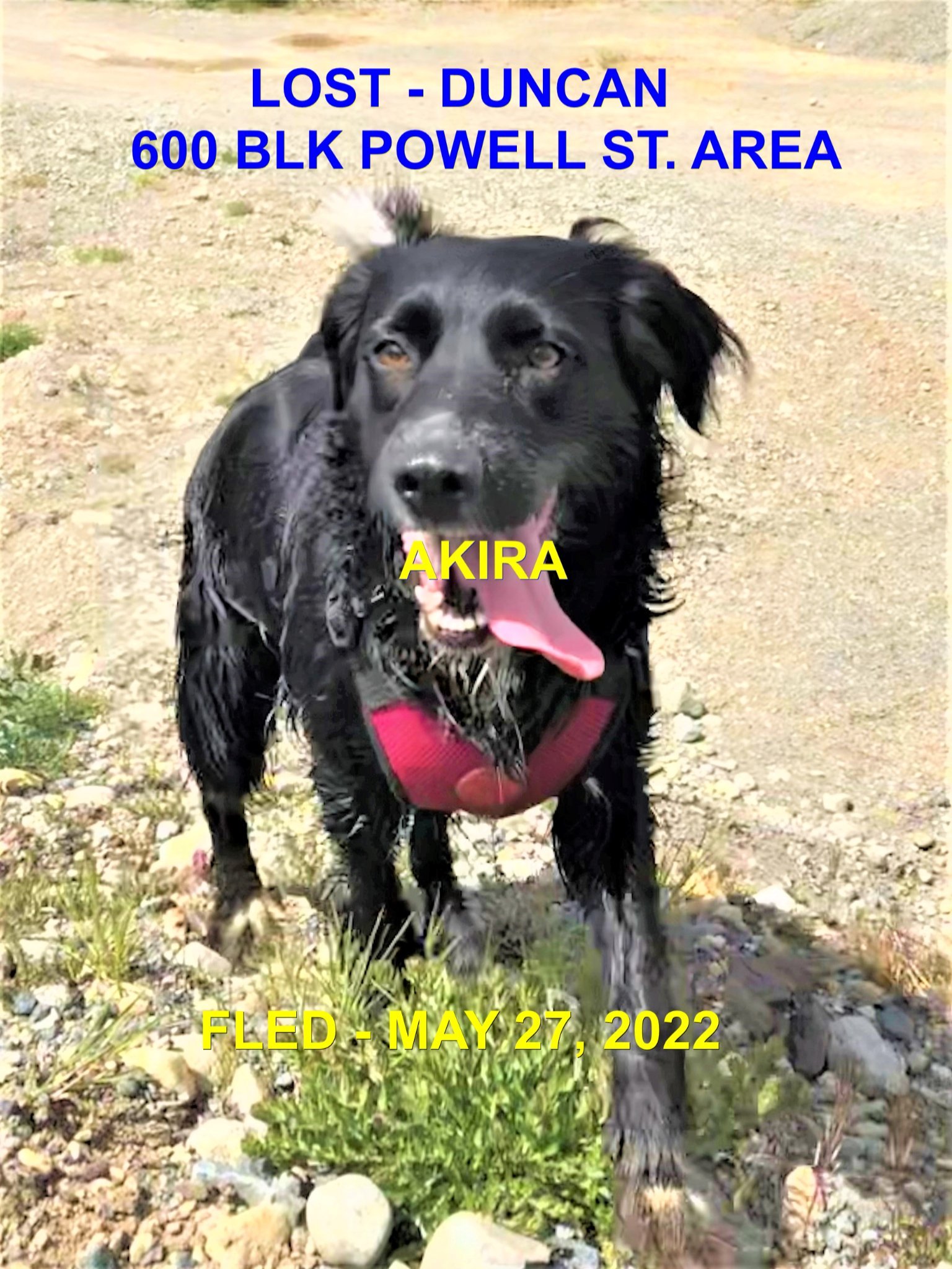 HAPPY ENDINGS / GONE TO SHELTER - DUNCAN BC. / AKIRA / MAY 27, 2022