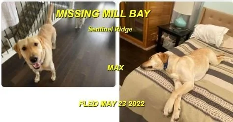 HAPPY ENDINGS - CAME HOME ON HIS OWN - MILL BAY BC. / MAX / MAY 23, 2022