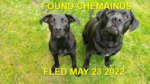 HAPPY ENDINGS - CHEMAINUS BC. / 2 LABS / MAY 23, 2022