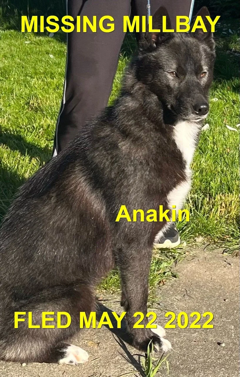 HAPPY ENDINGS - CAME HOME ON HIS OWN - MILL BAY BC. / ANAKIN / MAY 21, 2022