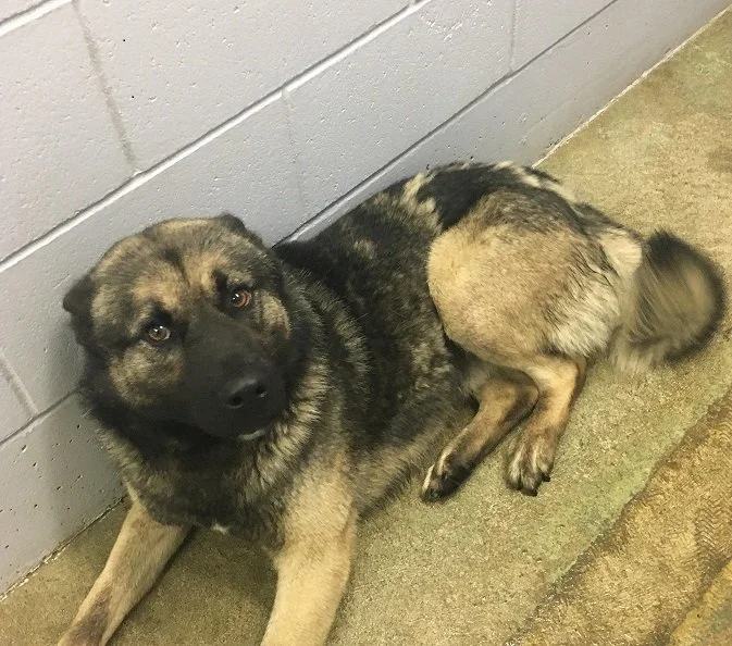 HAPPY ENDINGS - DUNCAN BC. / BEAU / MAY 12, 2022