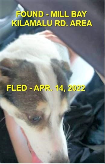 GONE TO SHELTER - MILL BAY BC. / APRIL 14, 2022