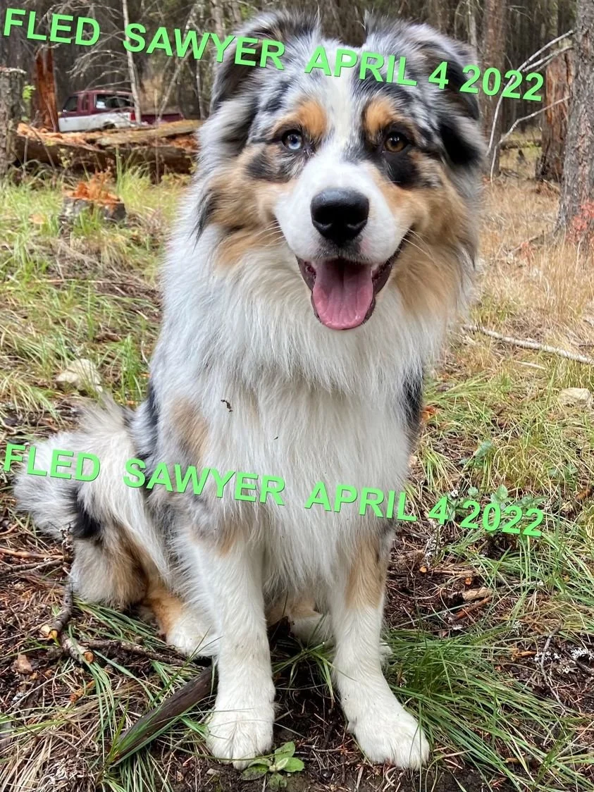 HAPPY ENDINGS - CAMPBELL RIVER BC. / SAWYER / APRIL 4, 2022