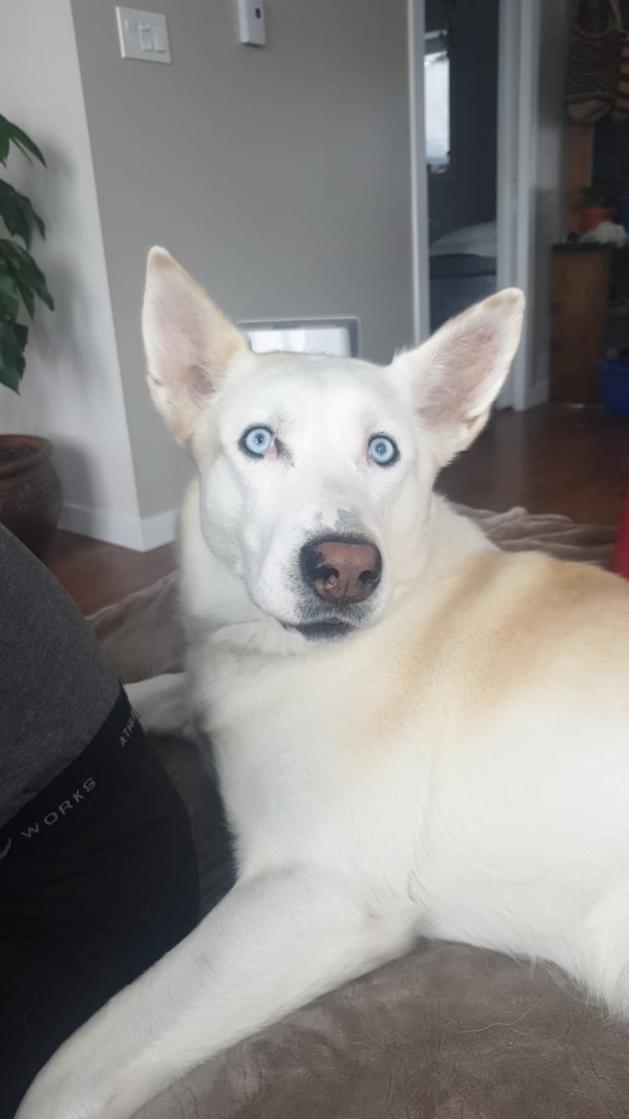 OVER THE RAINBOW BRIDGE - DIED BY GUNSHOT - COMOX VALLEY BC. / BALU / MARCH 2022