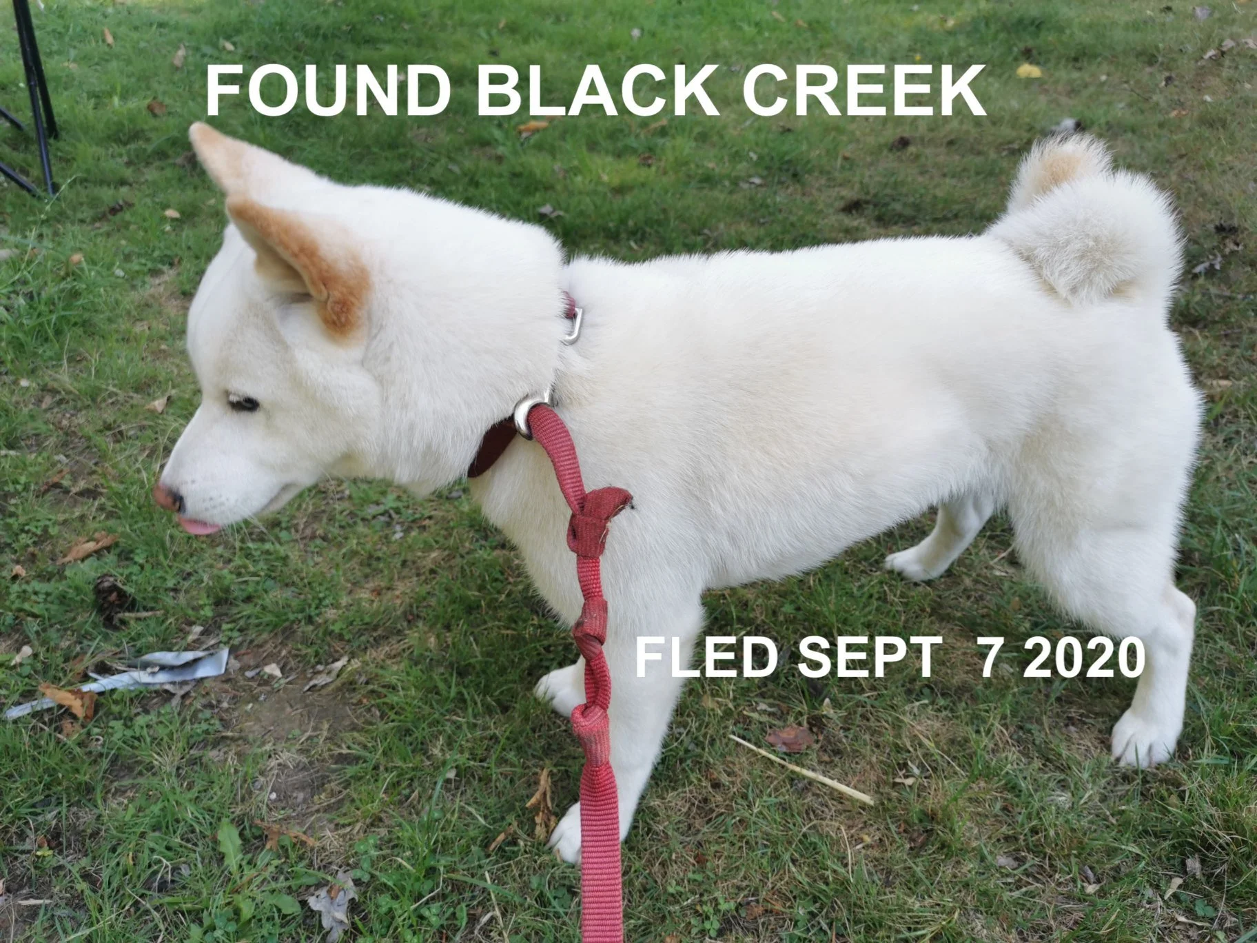 HAPPY ENDINGS - BLACK CREEK BC. / SEPT. 7, 2020