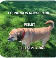 HAPPY ENDINGS - VIEW ROYAL BC./ PIGLET / SEPT 7, 2020