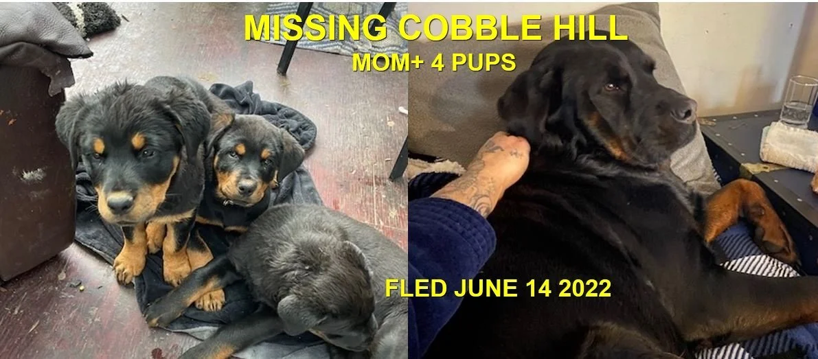 HAPPY ENDINGS - COBBLE HILL BC. / HONEY &amp; PUPS / JUNE 14, 2022