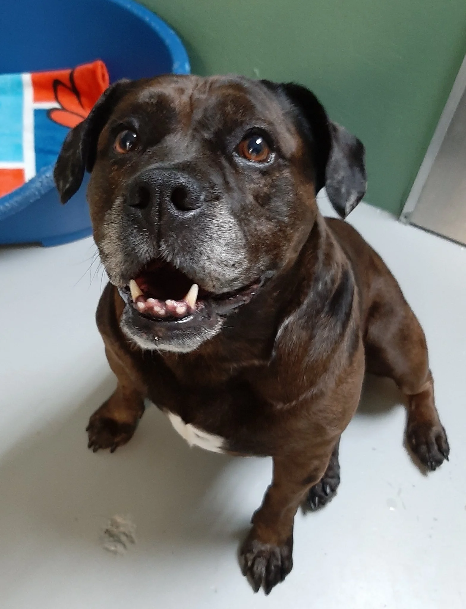 GONE TO SHELTER / OWNER FOUND / HAPPY ENDINGS - VICTORIA BC. / JUNE 14, 2022