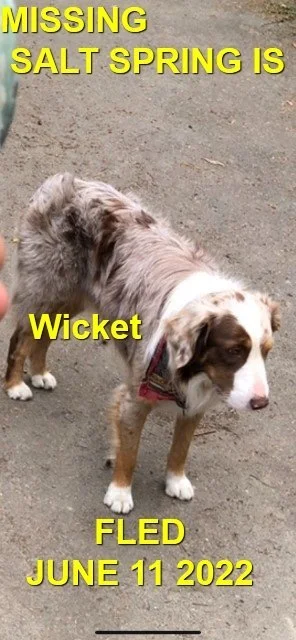 HAPPY ENDINGS - SALT SPRING ISLAND BC. / WICKET / JUN 11, 2022