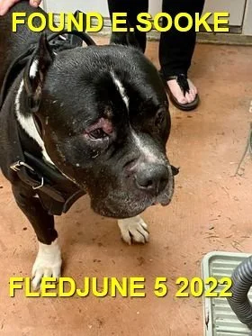 GONE TO SHELTER / HAPPY ENDINGS - SOOKE BC. / JUNE 4, 2022
