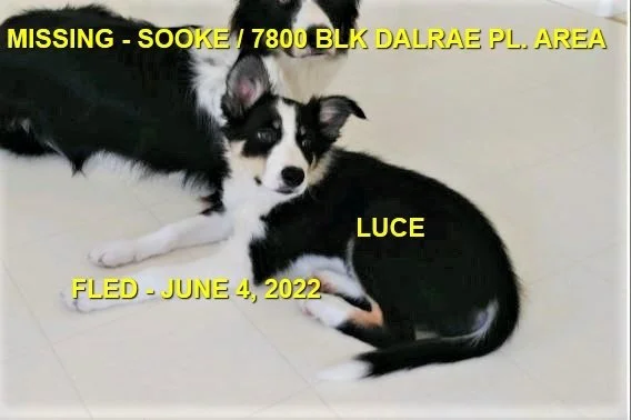 HAPPY ENDINGS - SOOKE BC. / LUCE / JUNE 4, 2022