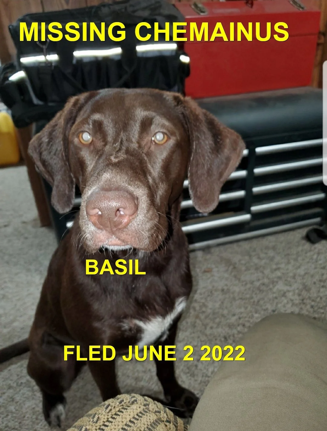 GONE TO SHELTER / HAPPY ENDINGS - CHEMAINUS BC. / BASIL / JUNE 2, 2022