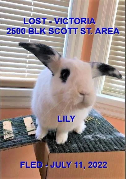 HAPPY ENDINGS - BUNNY LILY - VICTORIA BC / LILY / JULY 11, 2022