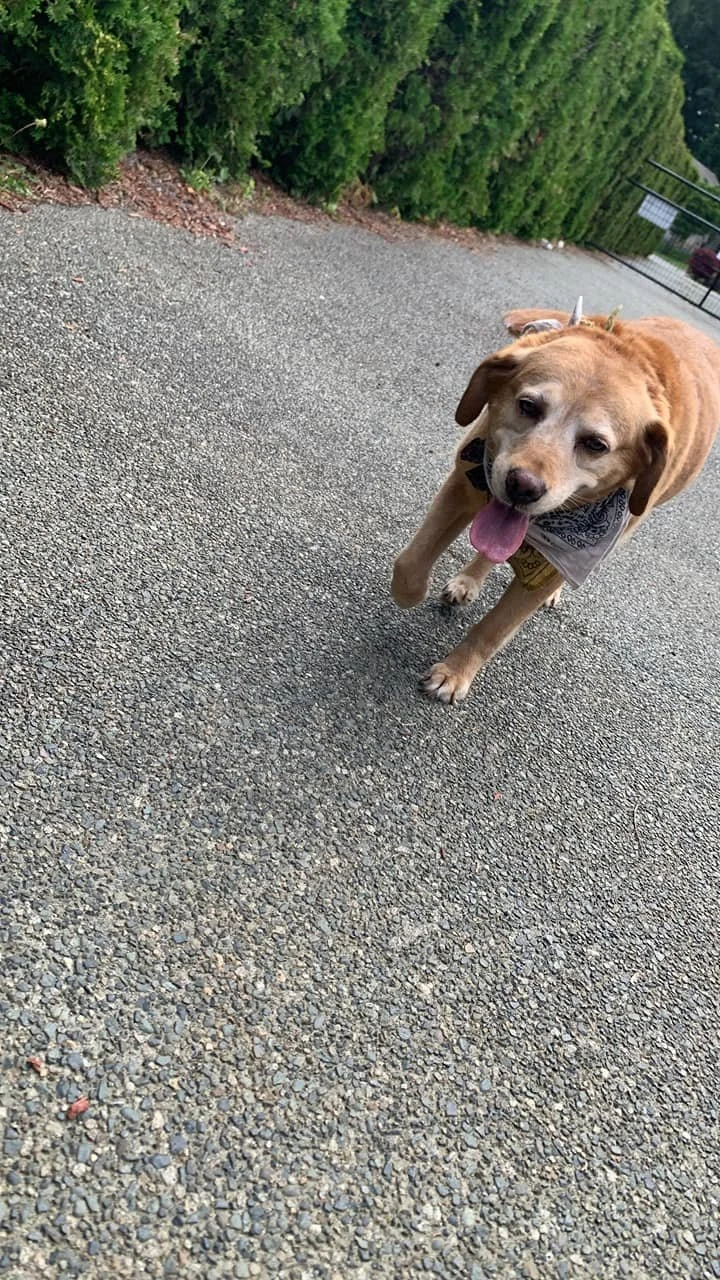 GONE TO SHELTER / HAPPY ENDINGS - CROFTON  BC. / JULY 7, 2022
