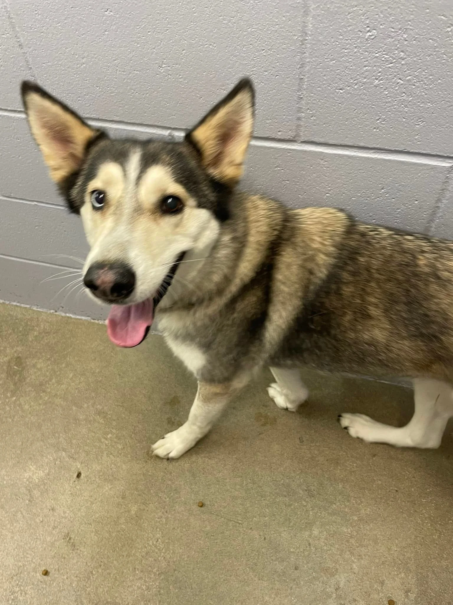 GONE TO SHELTER / HAPPY ENDINGS - DUNCAN BC / LUNA / JULY 5, 2022