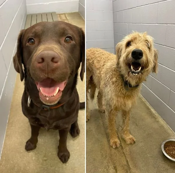 GONE TO SHELTER / HAPPY ENDINGS - MAPLE BAY BC. /  JULY 5, 2022