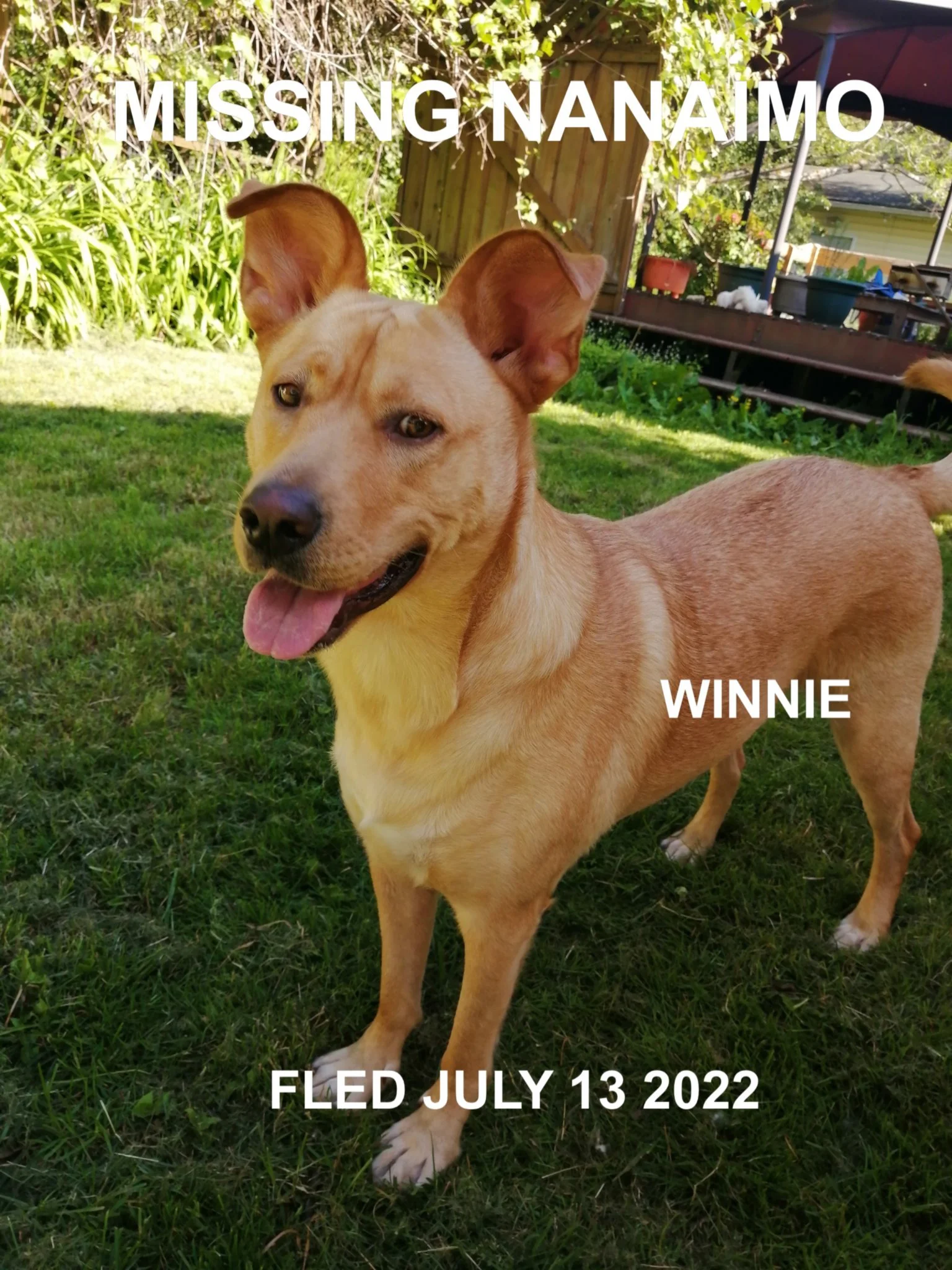 GONE TO SHELTER / HAPPY ENDINGS - NANAIMO BC. / WINNIE / JULY 12, 2022