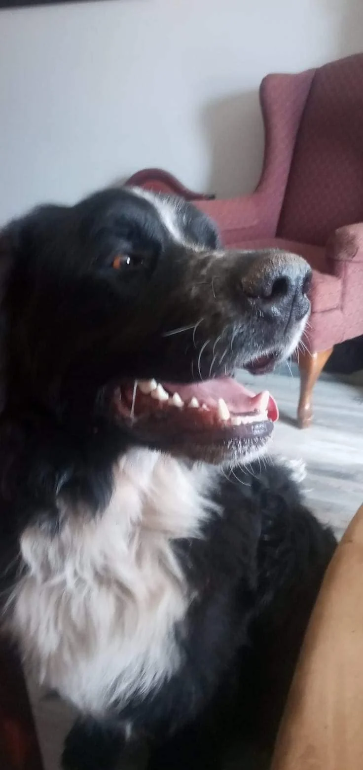 GONE TO SHELTER / HAPPY ENDINGS - PARKSVILLE BC. / BILLY / JUNE 30, 2022