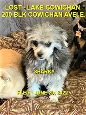 HAPPY ENDINGS - LAKE COWICHAN BC. / SHARKY / JUNE 29, 2022