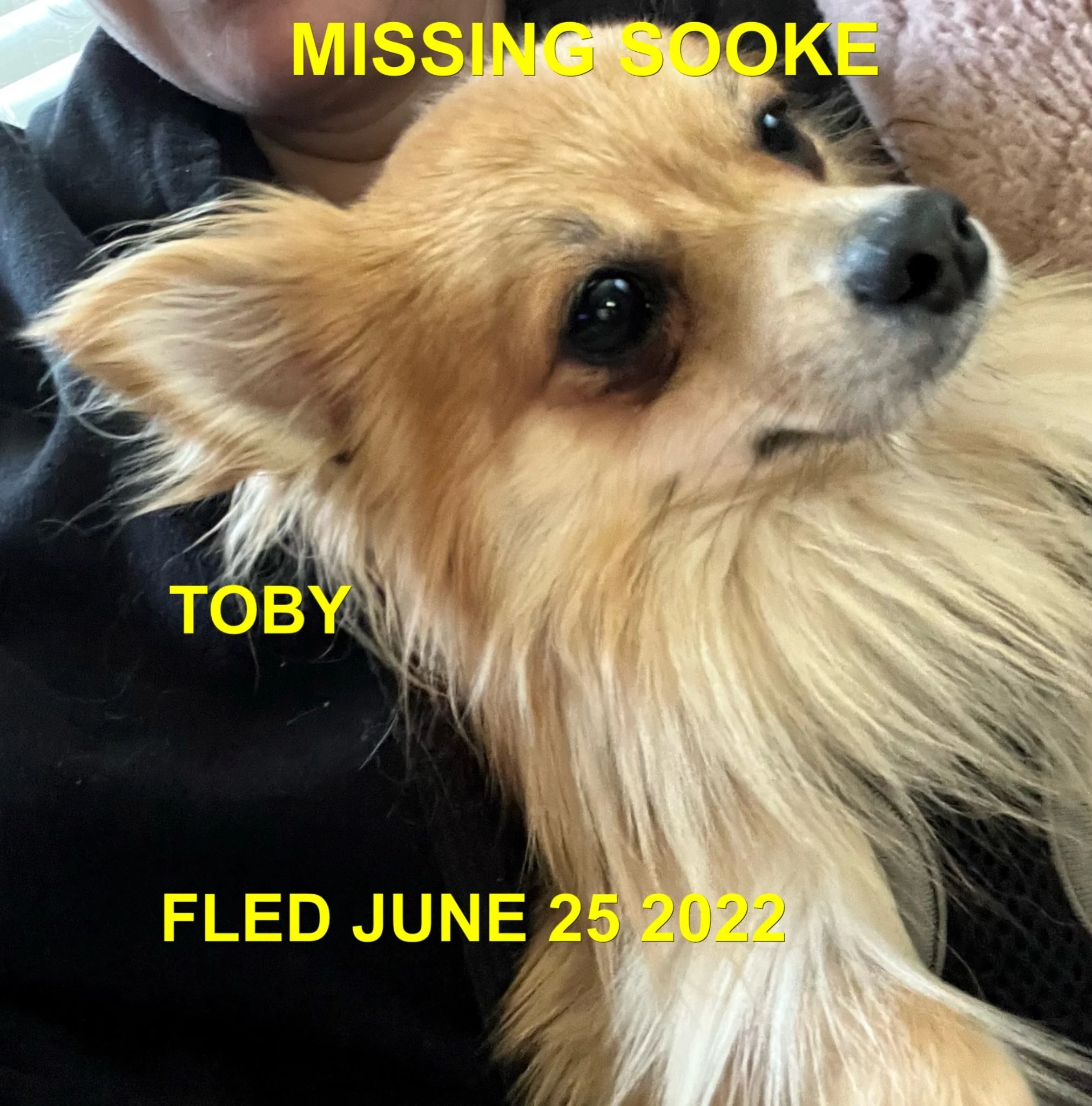 HAPPY ENDINGS - SOOKE BC / TOBY / JUNE 24, 2022