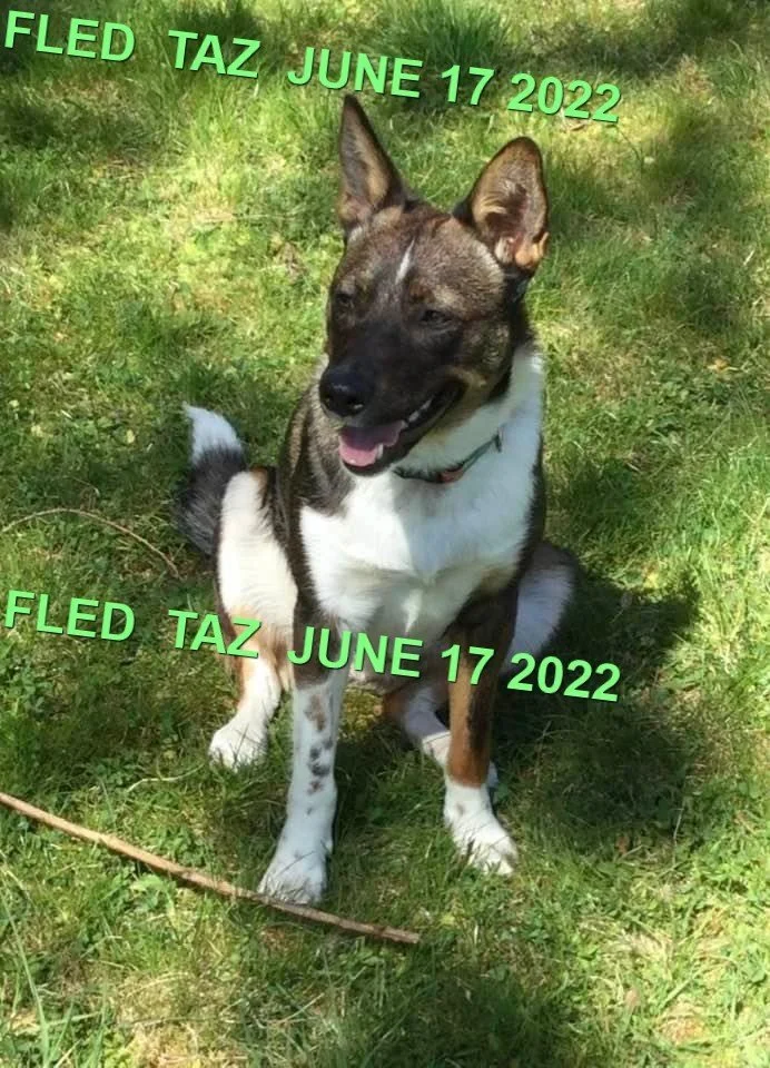 CAME HOME - PORT ALBERNI BC. / TAZ / JUNE 17, 2022