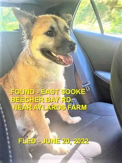 GONE TO SHELTER / HAPPY ENDINGS - EAST SOOKE BC. / MOLLY / JUNE 20, 2022