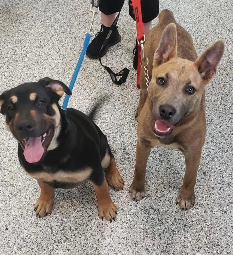 GONE TO SHELTER - DUNCAN BC / JUNE 1, 2022