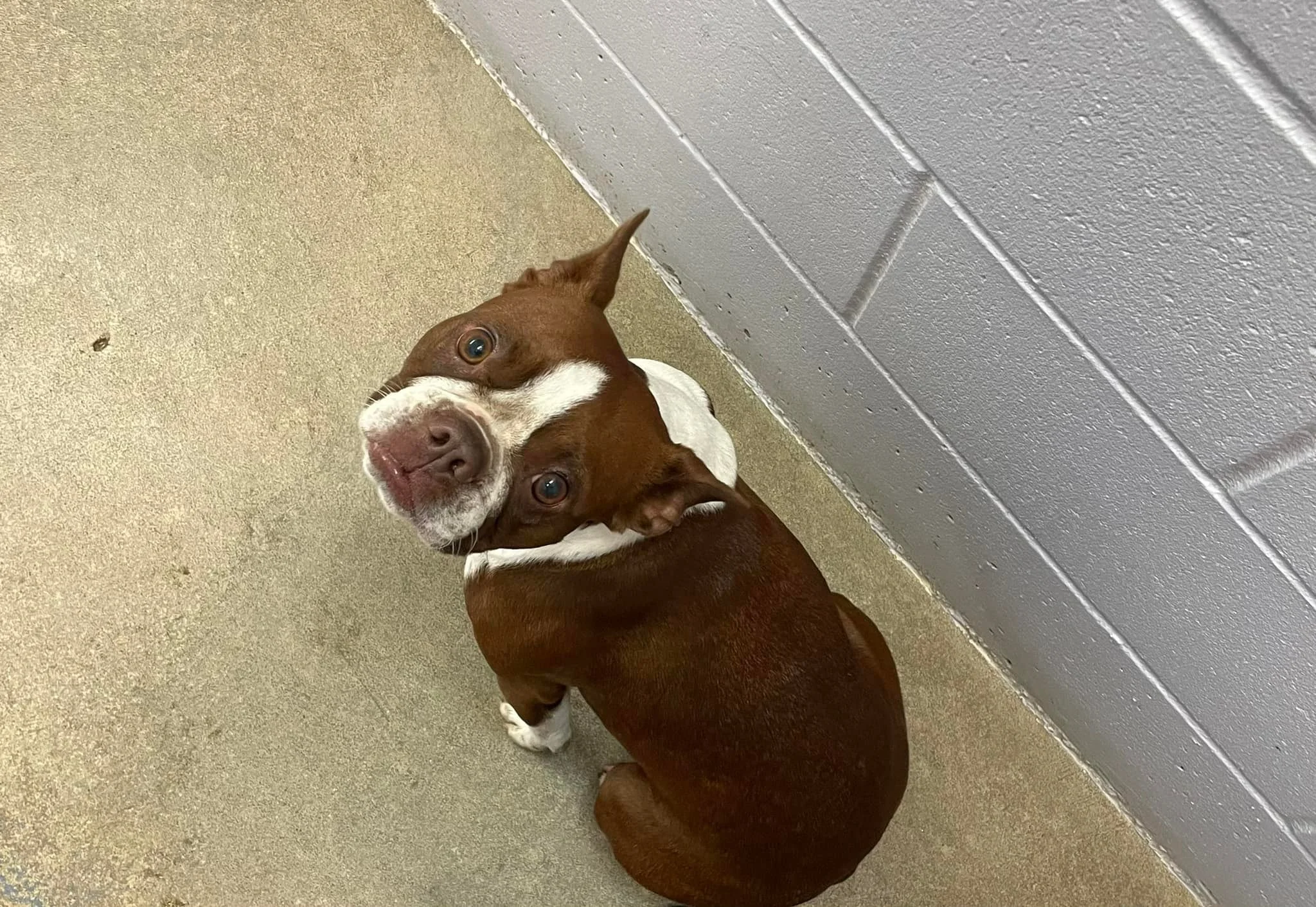 GONE TO SHELTER - GONE HOME / DUNCAN BC. / BOUGIE / MAY 31, 2022