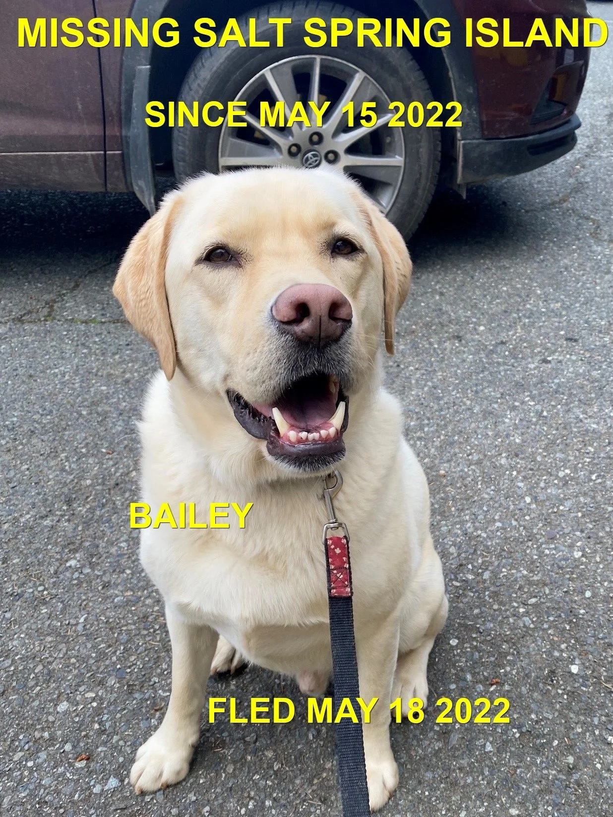 OVER THE RAINBOW BRIDGE - DIED BY GUNSHOT  -  SALTSPRING ISLAND BC / BAILEY / MAY 15, 2022
