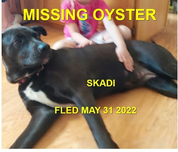 HAPPY ENDINGS - OYSTER RIVER BC. / SKADI / MAY 29, 2022