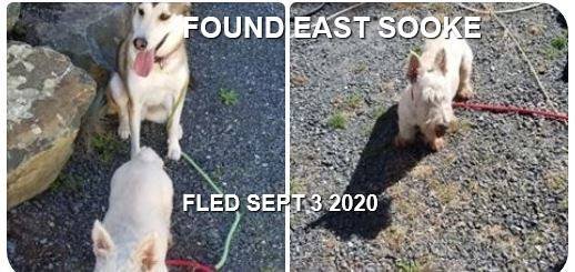 HAPPY ENDINGS - EAST SOOKE BC. / 2 DOGS / SEPT. 3, 2020
