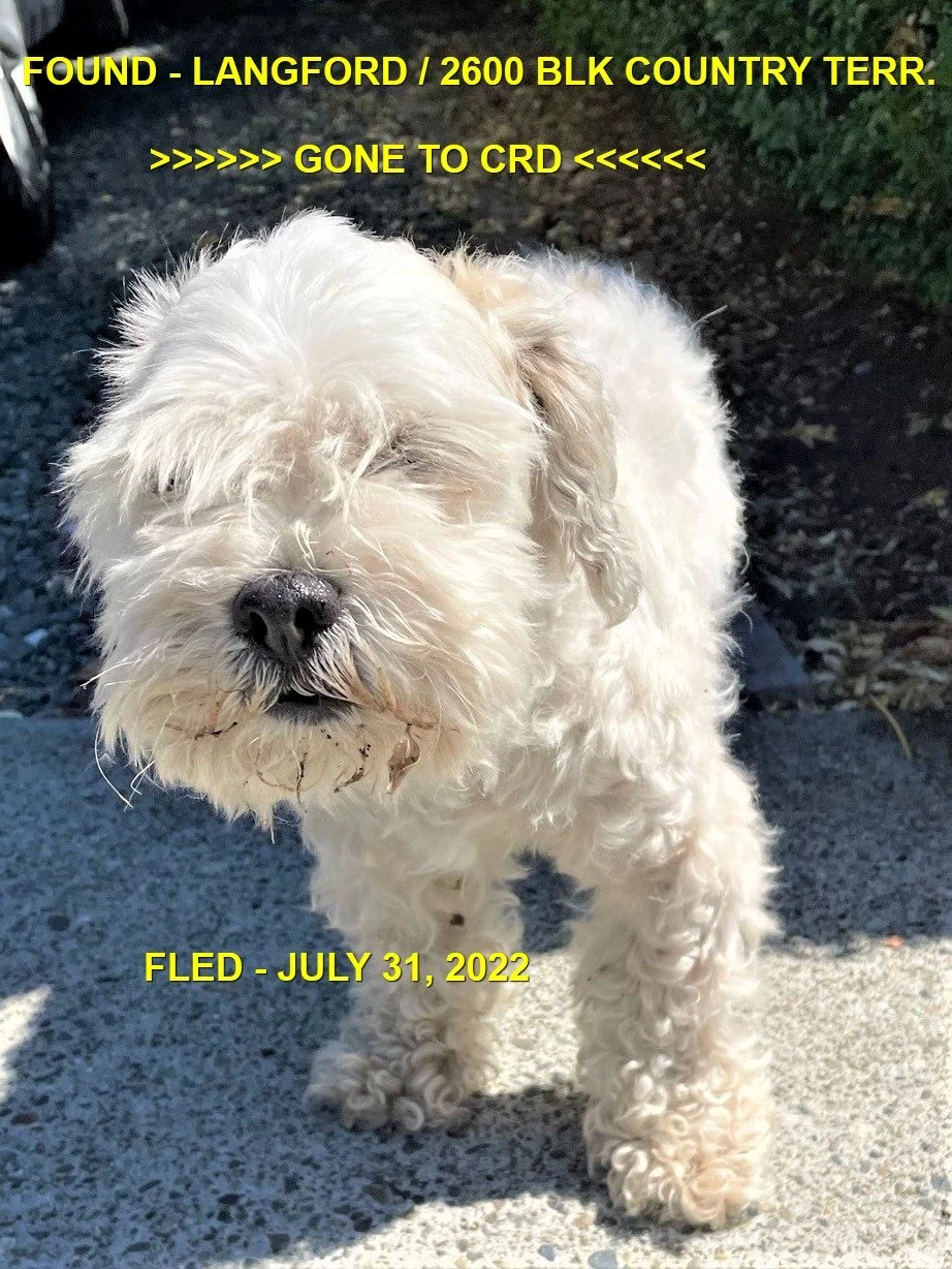 GONE TO SHELTER - LANGFORD BC. / JULY 31, 2022