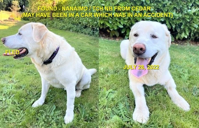 HAPPY ENDINGS - NANAIMO BC. / HEELER (CAR ACCIDENT VICTIM) / JULY 28, 2022