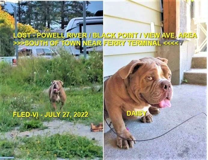 HAPPY ENDINGS - POWELL RIVER BC. / DAISY / JULY 27, 2022