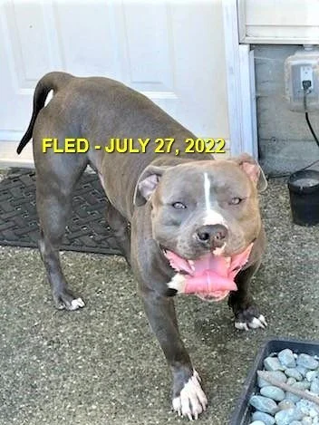 GONE TO SHELTER - LANGFORD BC. / JULY 27, 2022