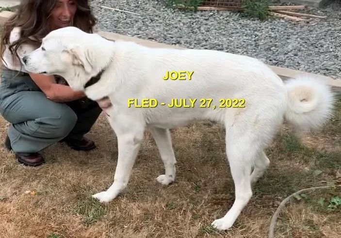 HAPPY ENDINGS - PORT ALBERNI BC. / JOEY / JULY 27, 2022