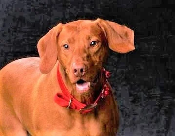 OVER THE RAINBOW BRIDGE - WE ARE SO SORRY BUTCH / MILL BAY BC. / AUG 6, 2022