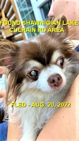 HAPPY ENDINGS - SHAWNIGAN LAKE BC. / COPPER / AUG. 20, 2022