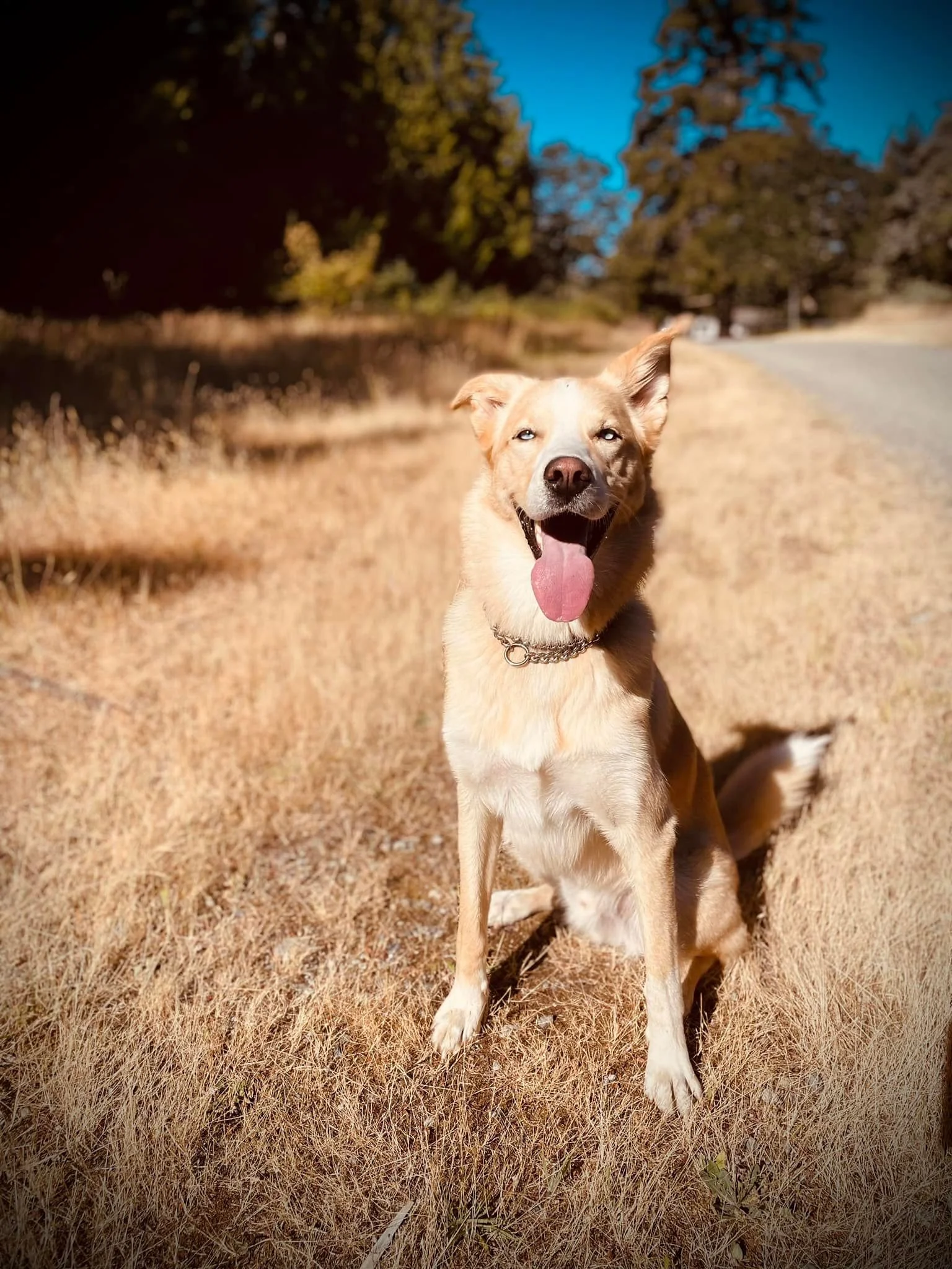 HAPPY ENDINGS - SOOKE BC. / TOAST / AUG 19, 2022