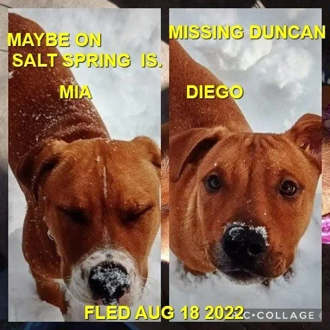 HAPPY ENDINGS (IN CARE) - DUNCAN BC. / AUG 17, 2022 - SALTSPRING ISLAND