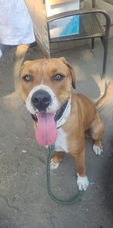 HAPPY ENDINGS (IN CARE) - DUNCAN BC. / MYA / AUG 18, 2022 - SALTSPRING ISLAND / MYA AND DIEGO ARE SAFE