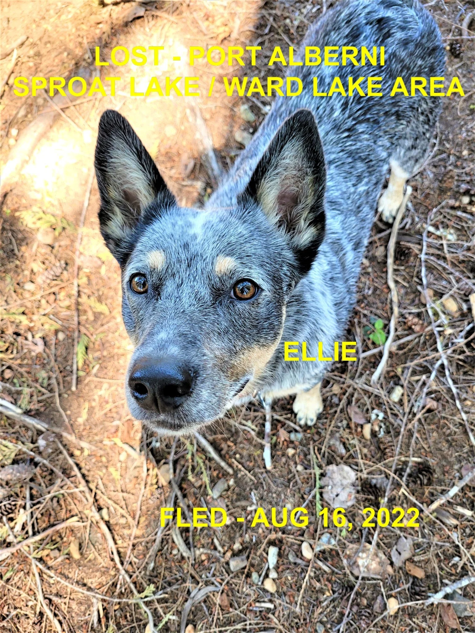 WENT HOME ON HER OWN - PORT ALBERNI BC. / ELLIE / AUG 16, 2022