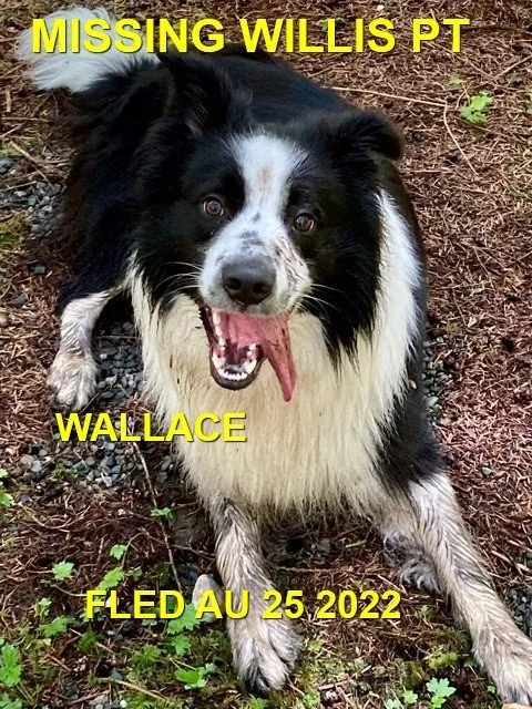 HAPPY ENDINGS - HIGHLANDS BC. / WALLACE / AUG 25, 2022