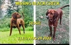 HAPPY ENDINGS - BLACK CREEK BC / ROSIE / AUG 24, 2022
