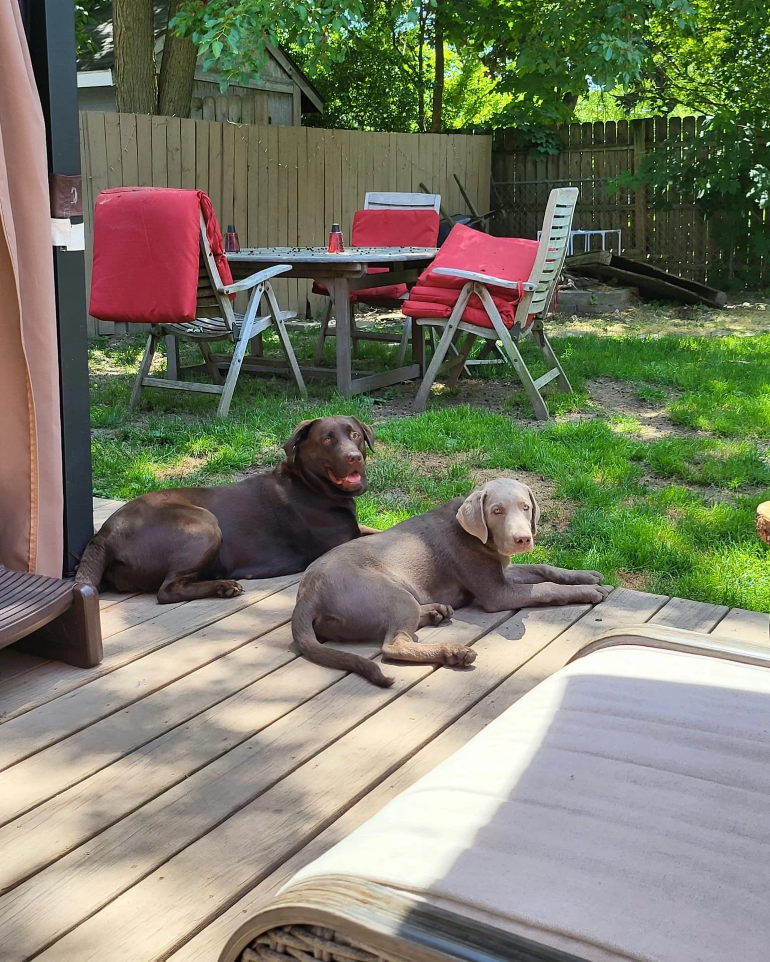 PAS - AUGUST 10, 2022 - A PAINFUL REMINDER FOR DOG OWNERS