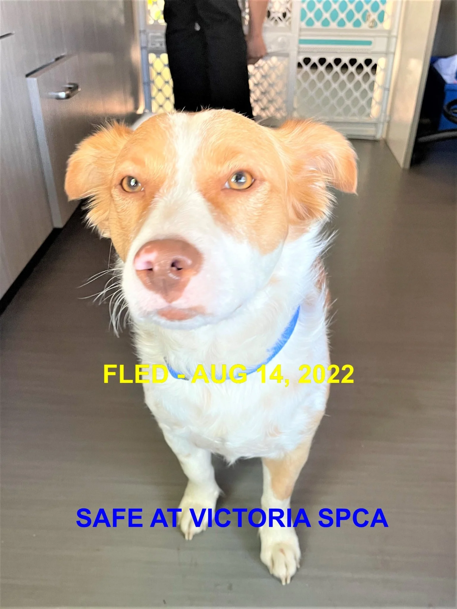 HAPPY ENDINGS - SAFE AT SPCA /  VIEW ROYAL BC. / AUG. 14, 2022