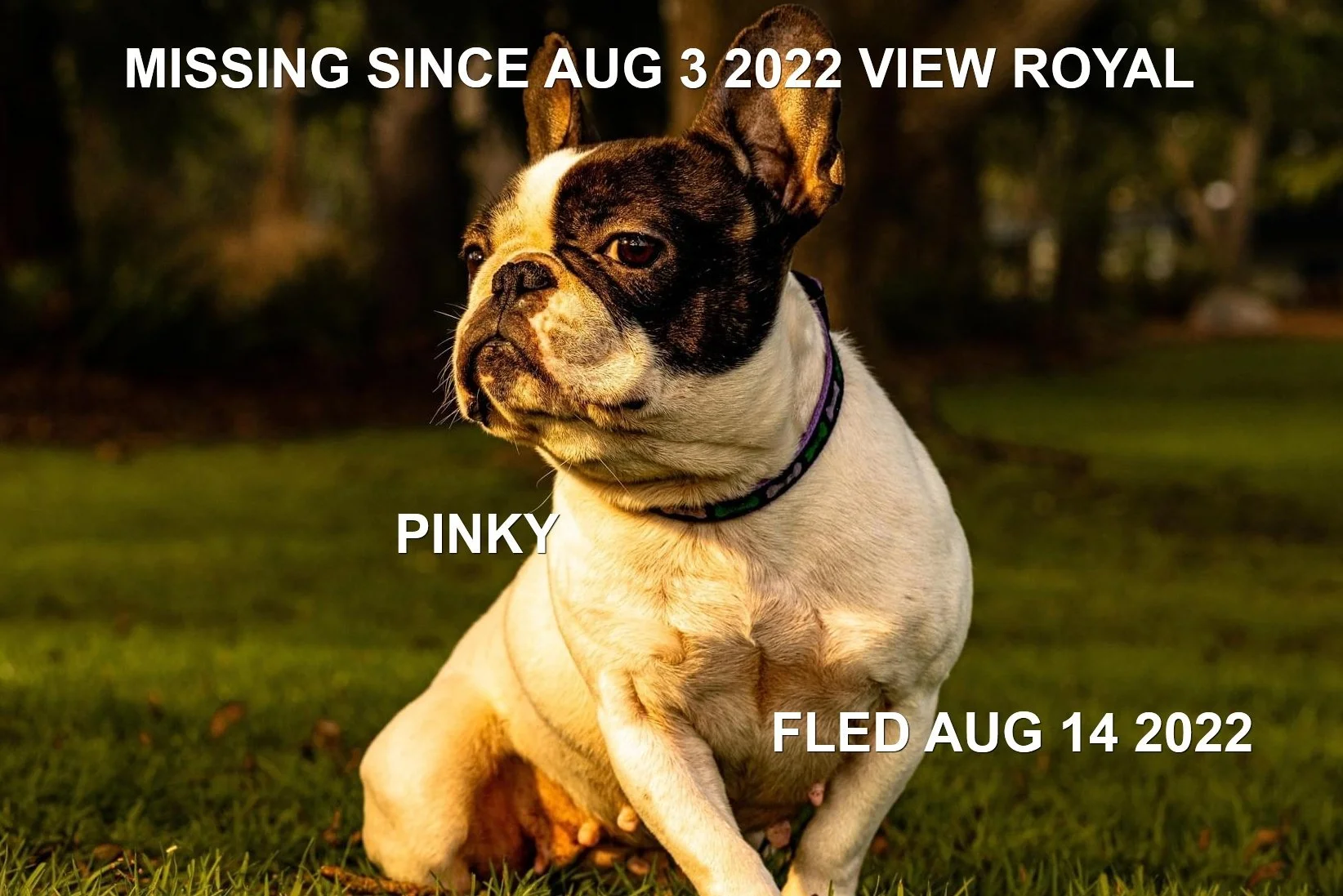 OVER THE RAINBOW BRIDGE - VIEW ROYAL BC. / PINKY / AUG. 3, 2022