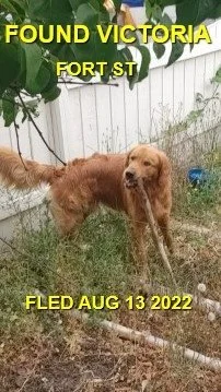 HAPPY ENDINGS / SHELTER - VICTORIA BC. / AUG. 13, 2022